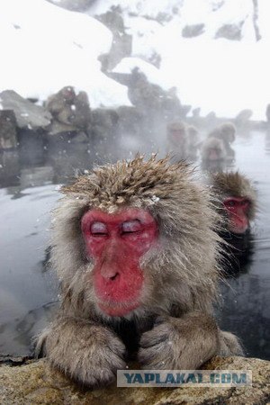 Spa-курорт для макак