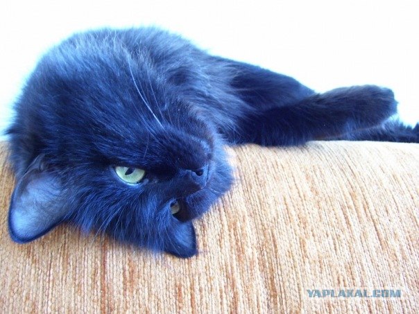 It's Catursday Fever! (Котовторник)