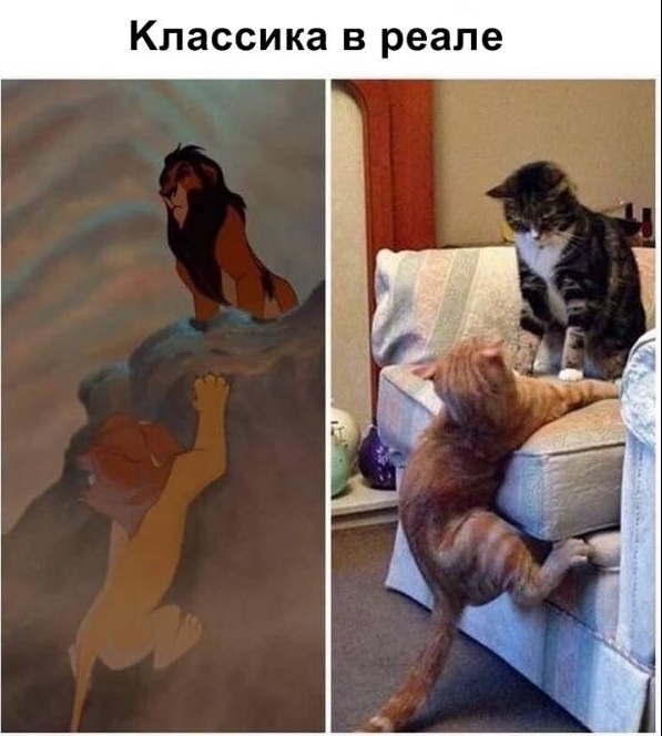 Анекдоты, соц-сети и картинки с надписями