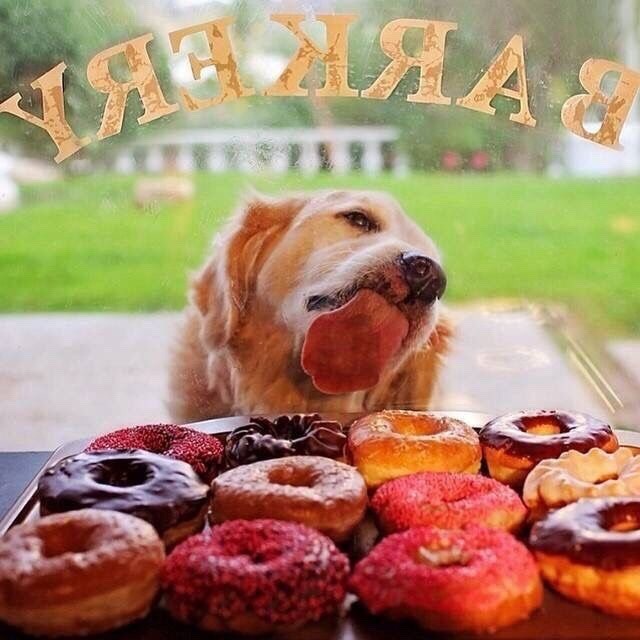 Живность из сети