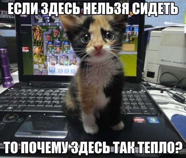 Кошки и компьютеры