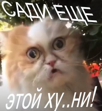 Не ешьте ягоды с этого куста!