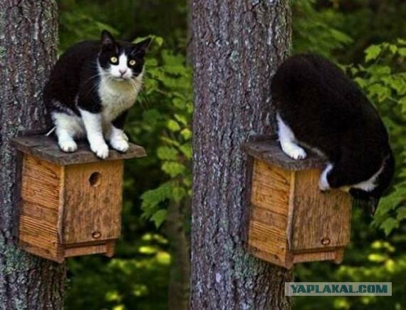 Фигасе воробушек!