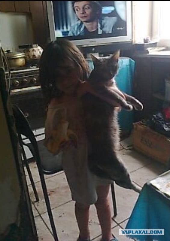 В подмосковном Талдоме нашли девочку-маугли. Шестилетний ребёнок жил с 19 кошками