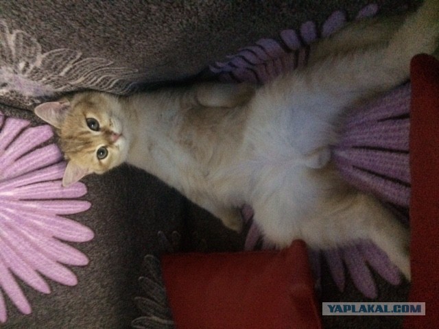 Котовторник же!