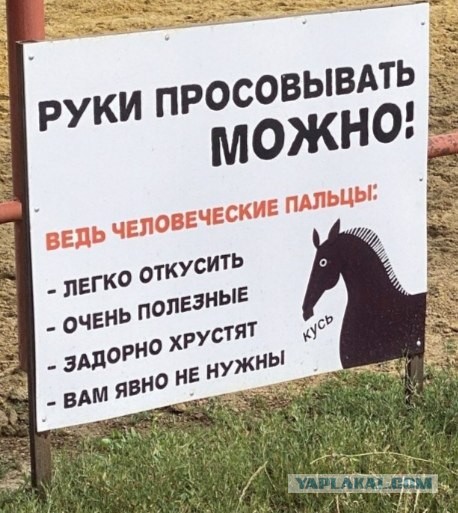Тигр откусил палец ребенку в сафари-парке «Тайган» в Крыму