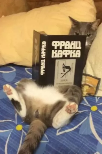 Про котика