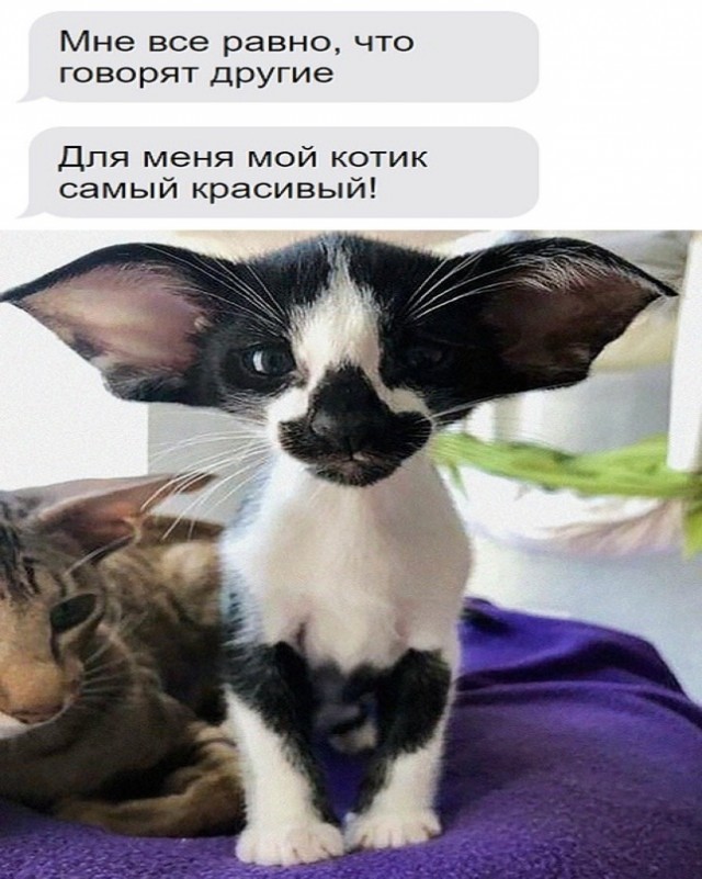 Картинки и мемы для настроения - 131