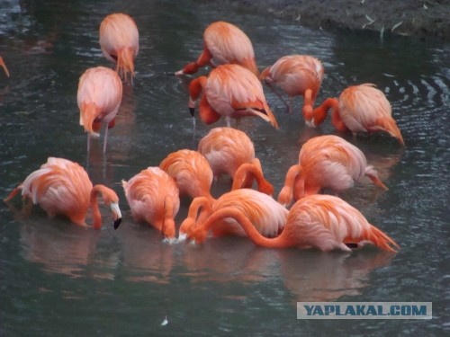 Животные добрые, они помогают друг другу