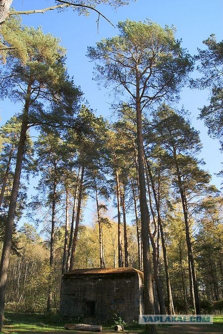 Волчье логово- главная ставка Гитлера