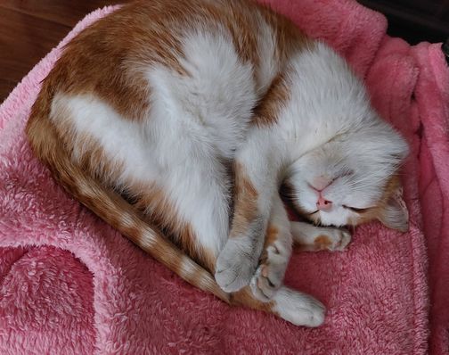 Котовторник! 16+ Коллеги-рабы, отмечаемся, у кого хозяину много лет!