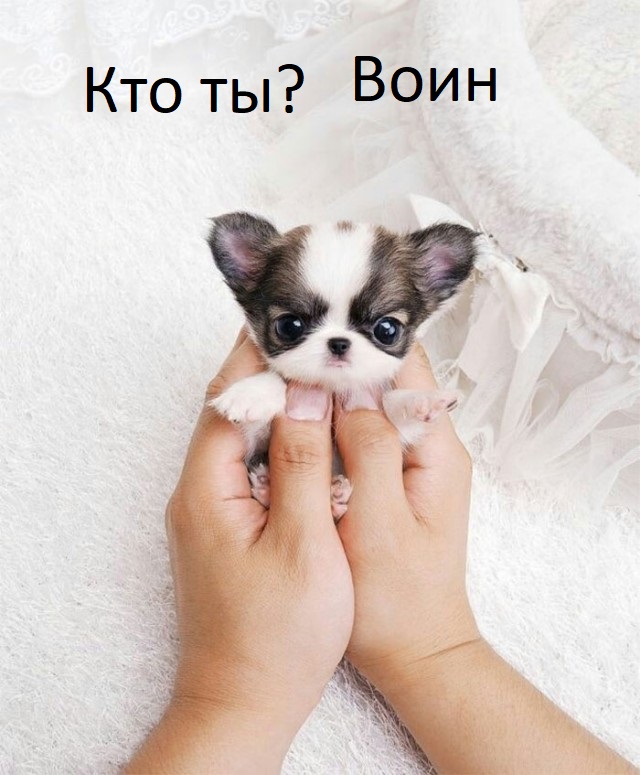 Няшные Щенки