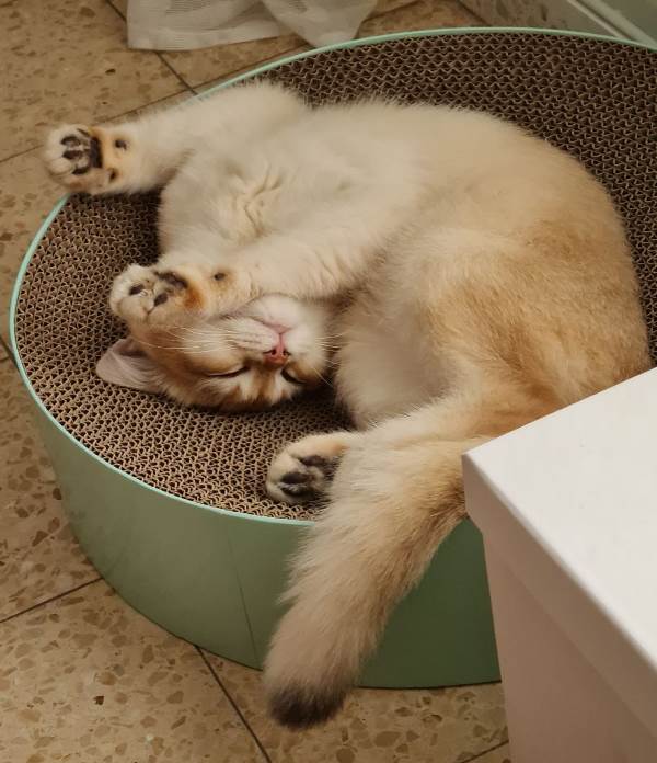 Жизнь домашнего приюта "Котоленд" 414
