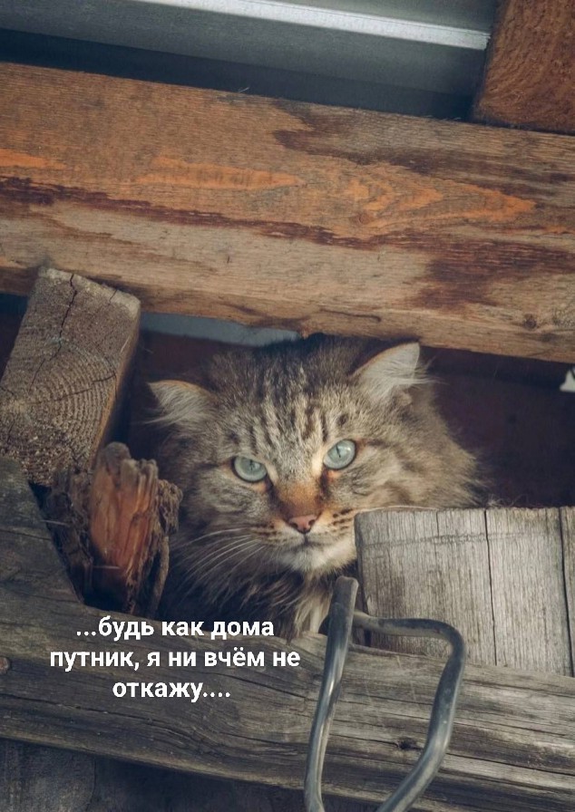 Коты деревенской породы