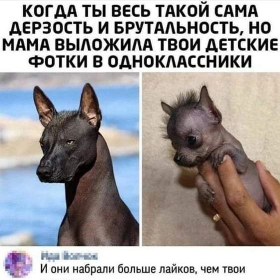 Человек собаке друг!!!