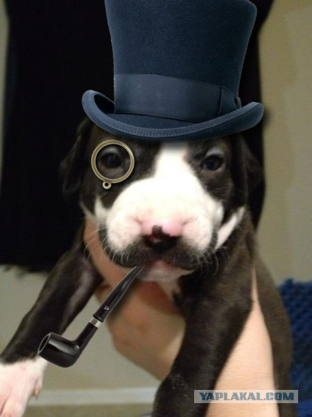 Пёс-джентельмен.
