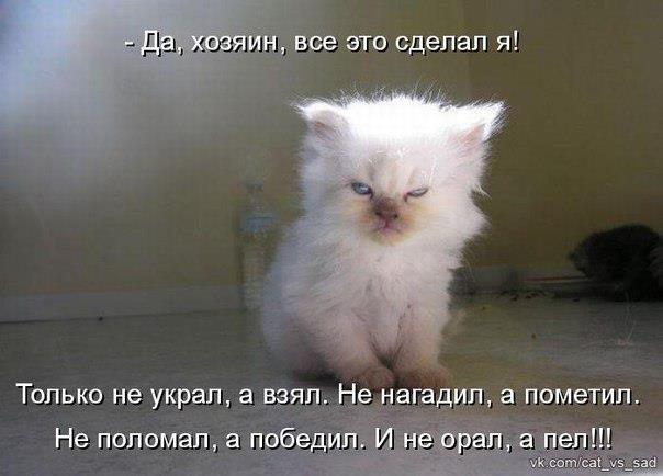 Котэ, совэ и все-все-все