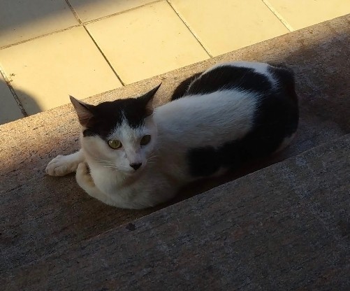 Знакомьтесь, Kitler