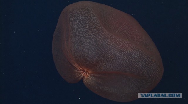 Медуза Deepstaria.
