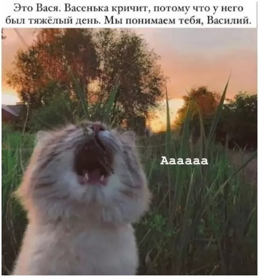 К котовторнику: подборка картинок-баянов с котиками и про котиков. Выпуск 40.