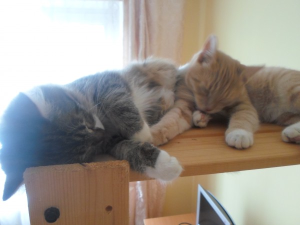 Котовторник 4.02.2014