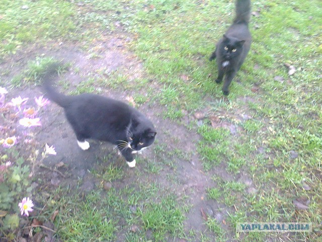 Котовторник 04.03.2014