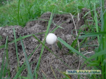Грибы. Кто нашёл больше?