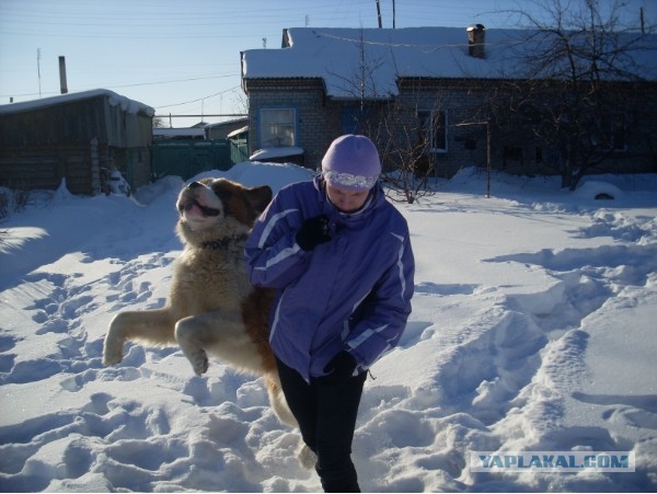 Собачники ЯПа объединяйтесь!