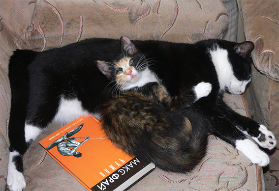 Котовторник 2.12.14