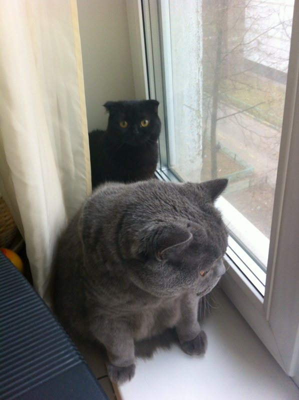 Котовторник 2.12.14