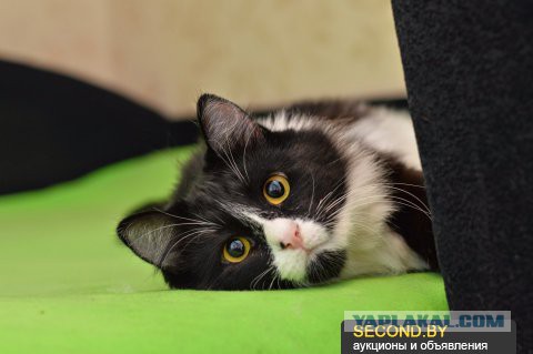 Котовторник