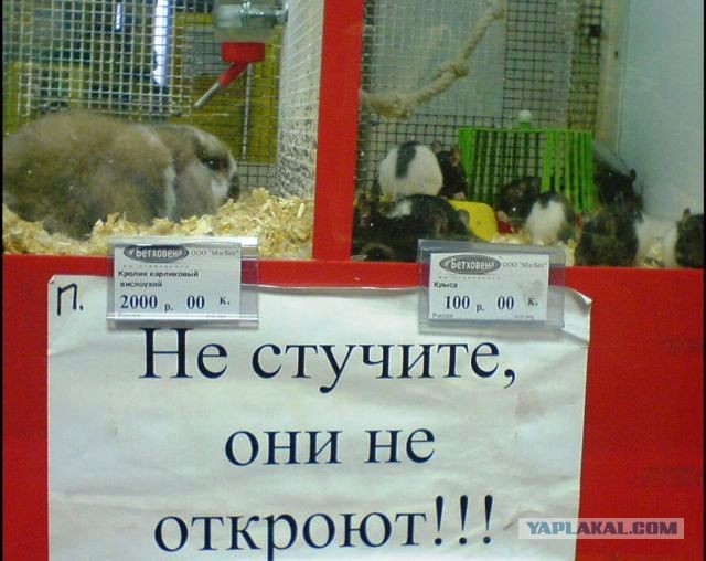 Картинок из сети немножко