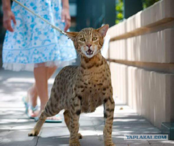 10 необычных пород собак и кошек
