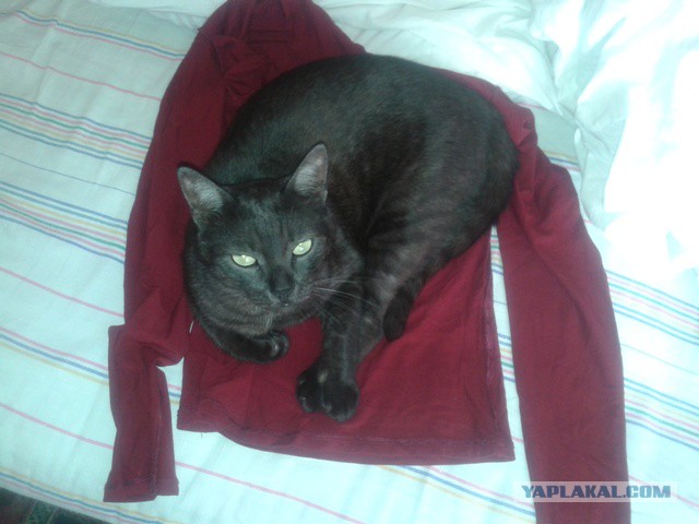 Котовторник