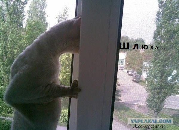 Ох уж эта Даша!