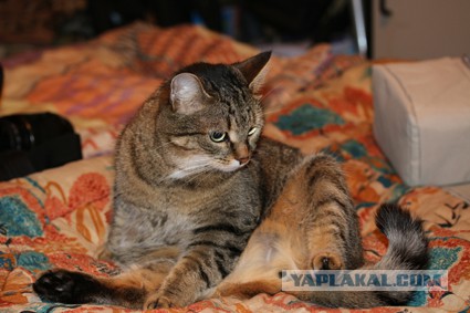 Нашли в кустах.