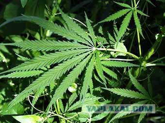 "Альф". 30 лет спустя