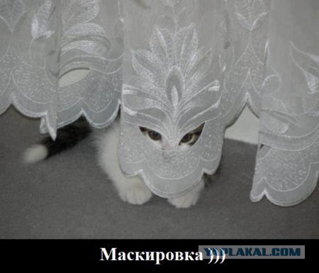 Коты в засаде