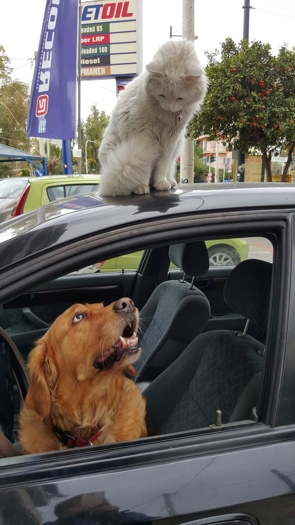 Кошкин сервис