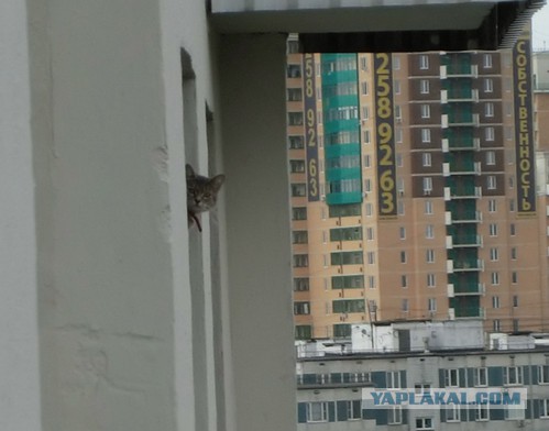 Каких птиц вы видите в городе?