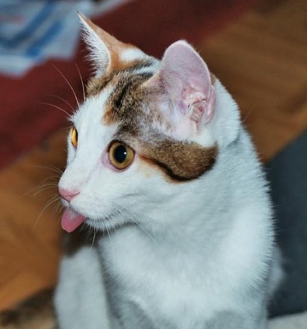 Дюжина кошаков