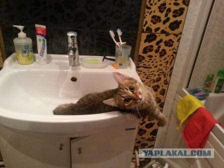 Котовторник 26.07 2016