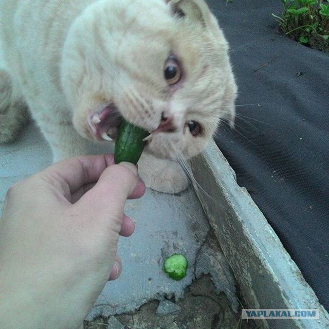 Котовторник 06.09.2016
