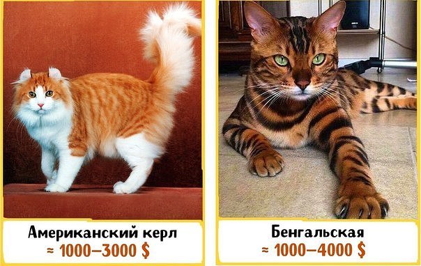 Картинки всякие