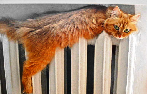 Коты из сети