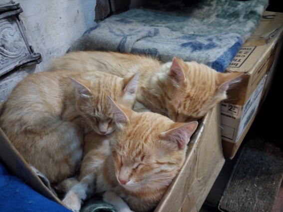 Котовторник 28.03.2017