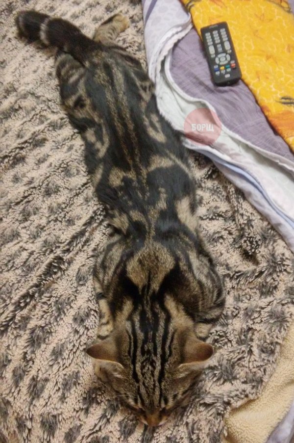 Коты и Кошки