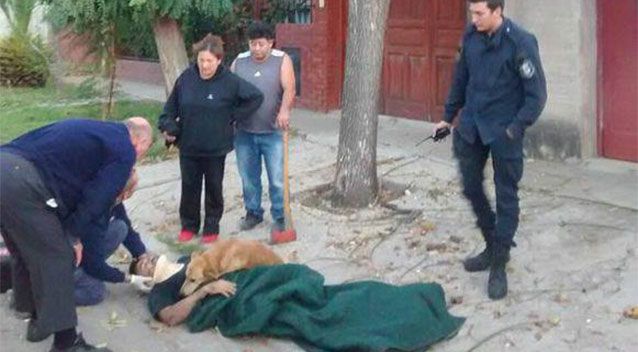 Собака обнимала рухнувшего с дерева хозяина в ожидании скорой