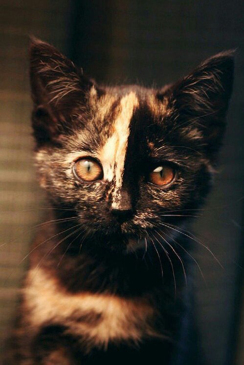 Коты и Кошки