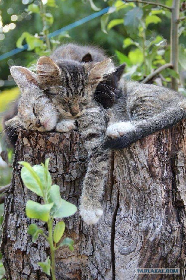 Котовторник